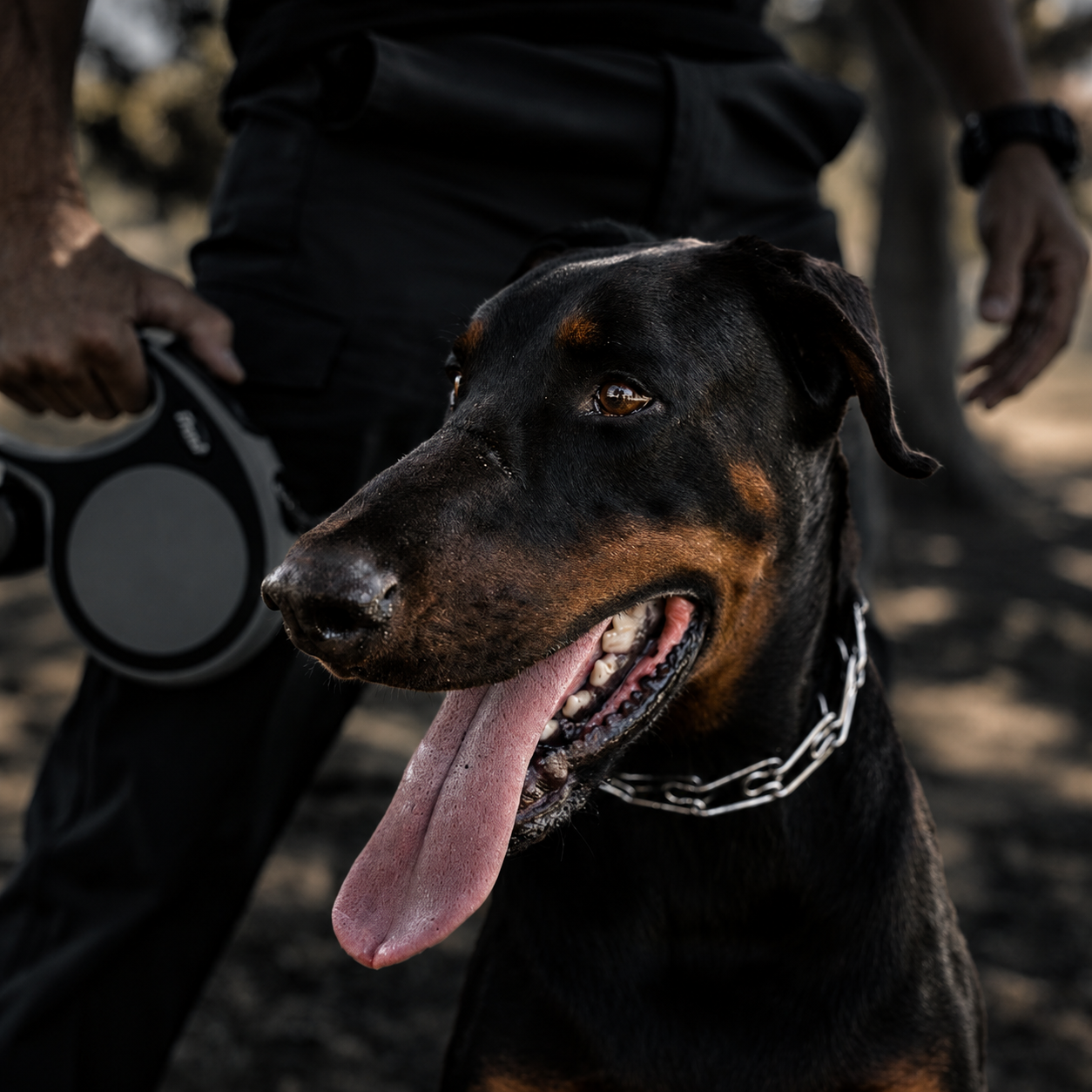 security dog